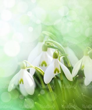 Flower background