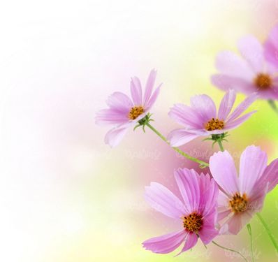 Flower background