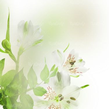 بک گراند گل