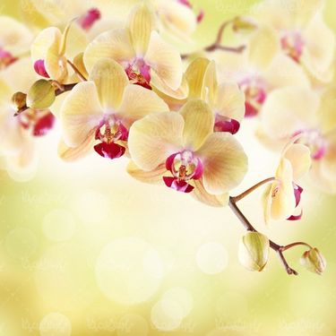 شکوفه