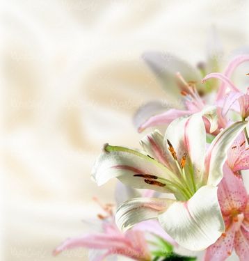 شکوفه