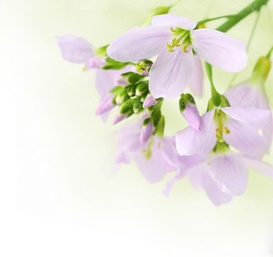 شکوفه