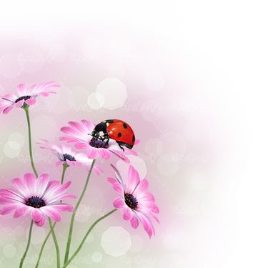Bloom
