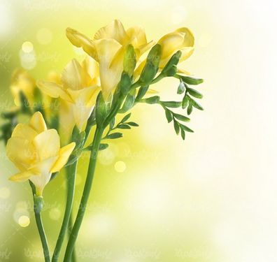 Bloom