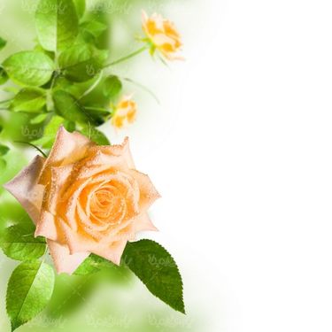 شکوفه گل