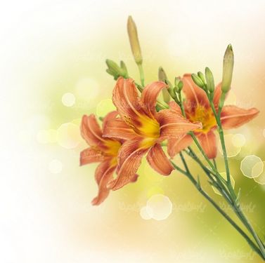 شکوفه گل