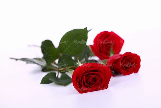 شاخه گل رز قرمز