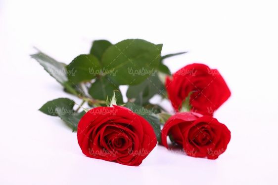 شاخه گل رز قرمز
