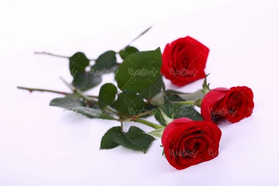 شاخه گل رز قرمز