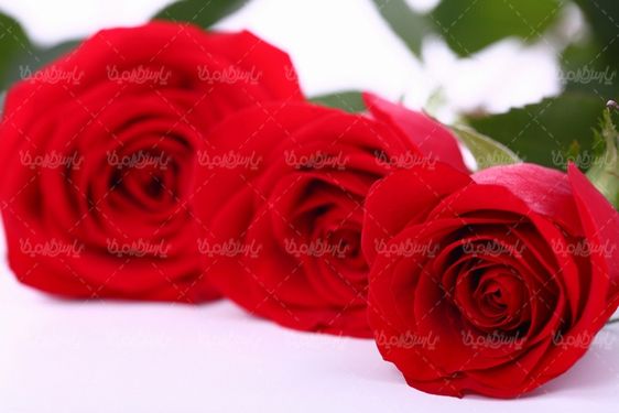 شاخه گل رز قرمز