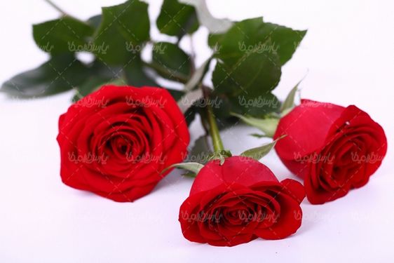Red rose branch