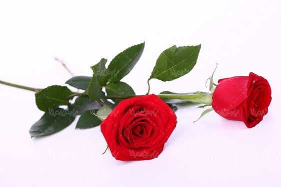 Red rose branch