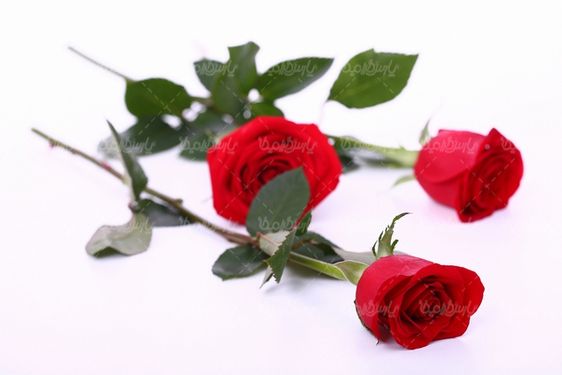 رز قرمز