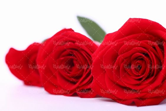 رز قرمز