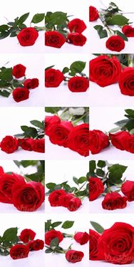 رز قرمز