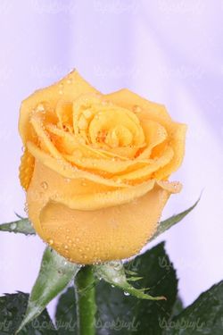 رز طبیعی