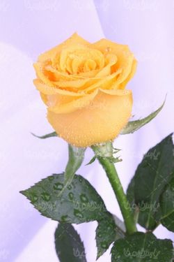 رز طبیعی