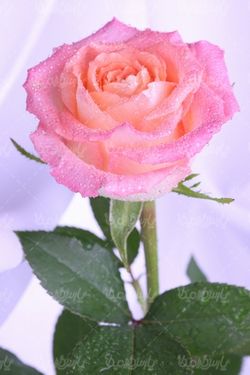 رز طبیعی