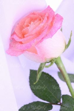 رز طبیعی
