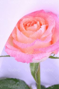 رز طبیعی
