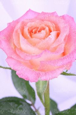 تصویر با کیفیت رز طبیعی