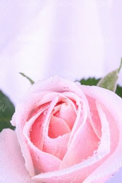 تصویر با کیفیت رز طبیعی