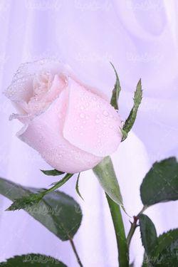 تصویر با کیفیت رز طبیعی