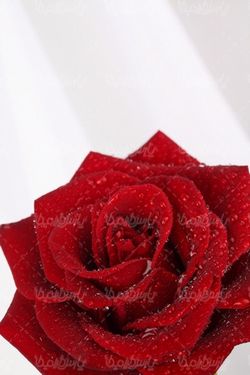 دانلود رایگان عکس شاخه گل