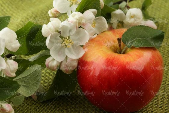 شکوفه سیب