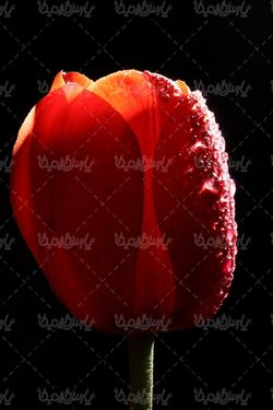 گل زیبا
