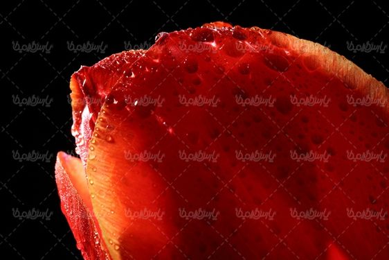 گل زیبا
