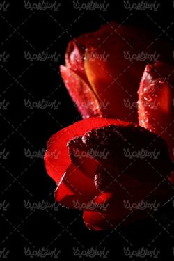 تصویر گل با پس زمینه مشکی