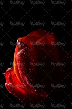 تصویر گل با پس زمینه مشکی