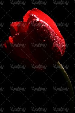 تصویر گل با پس زمینه مشکی