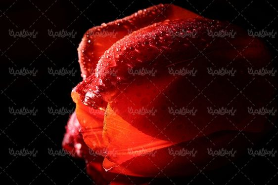 beautiful flower