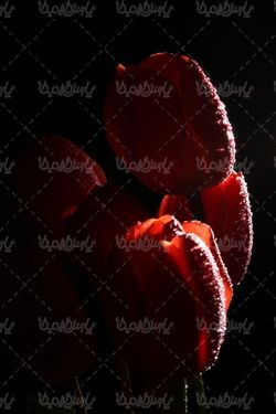 beautiful flower