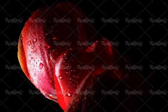 beautiful flower