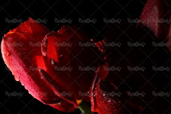 beautiful flower