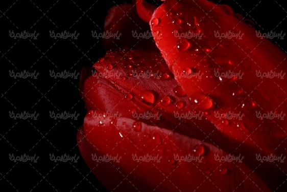 عکس با کیفیت گل قرمز