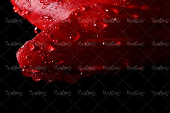 عکس با کیفیت گل قرمز