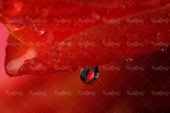 عکس با کیفیت گل قرمز