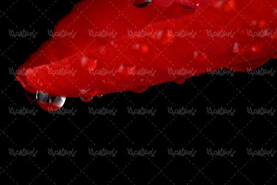 عکس با کیفیت گل قرمز