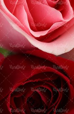 عکس با کیفیت گل رز