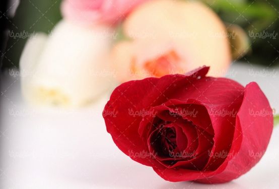 عکس با کیفیت گل رز