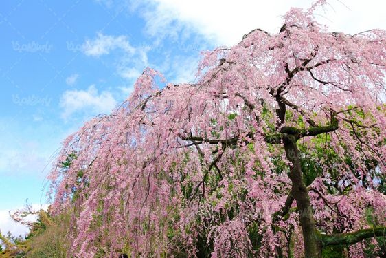 عکس با کیفیت شکوفه بهاری