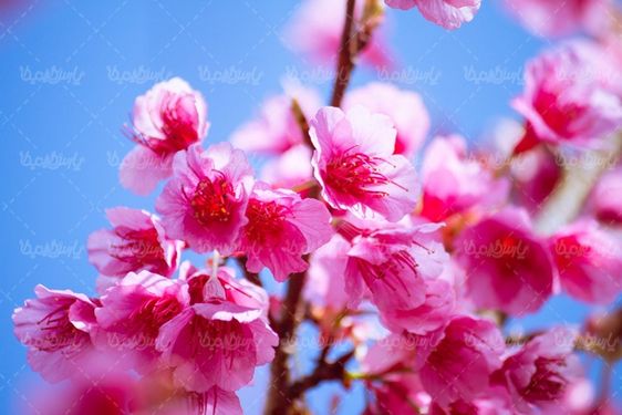 دانلود عکس شکوفه بهاری