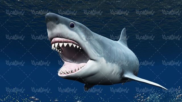 shark