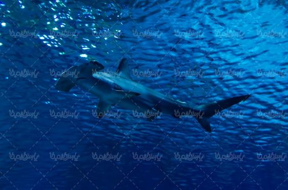 shark