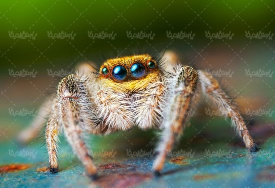 دانلودرایگان تصویر عنکبوت