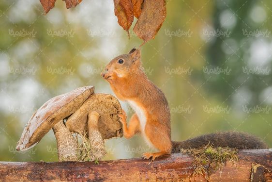 Squirrel